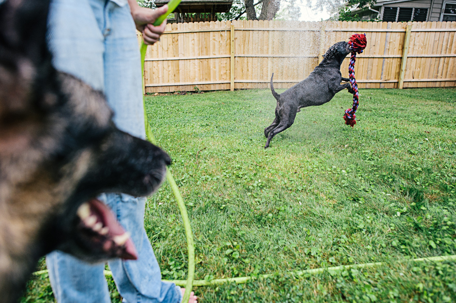 annapolis portrait photographer, dogs playing