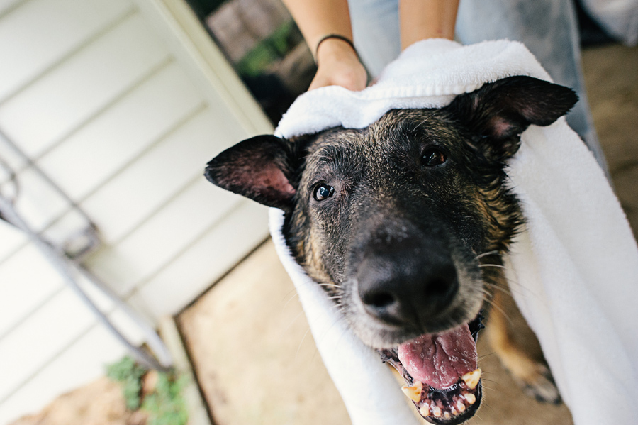 maryland pet photographer